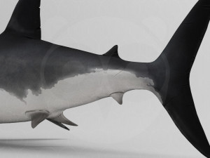 Shark 3D Model