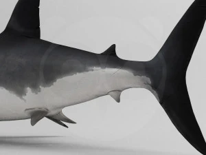 Shark 3D Model