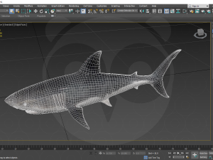 Shark 3D Model