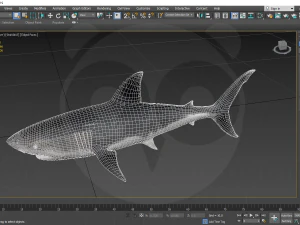 Shark 3D Model