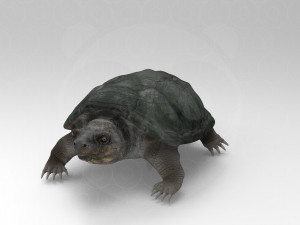 Turtle 3D मॉडल