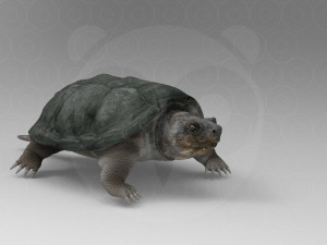 Turtle 3D मॉडल
