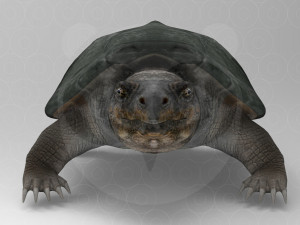 Turtle 3D मॉडल