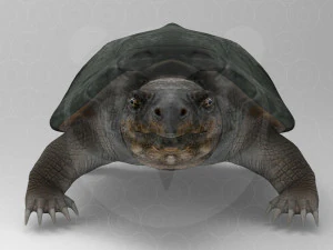Turtle 3D Model