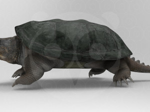 Turtle 3D मॉडल
