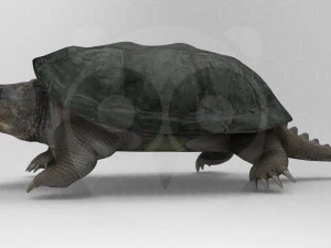 Turtle 3D Model