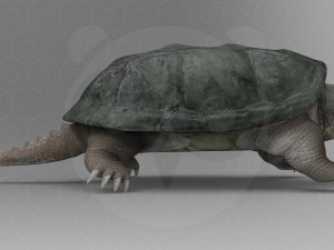 Turtle 3D मॉडल