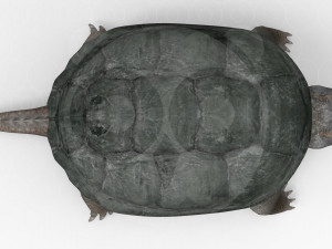 Turtle 3D मॉडल