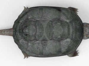 Turtle 3D Model