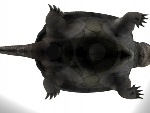 Turtle 3D मॉडल