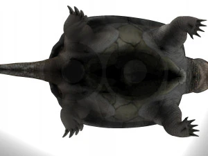 Turtle 3D Model