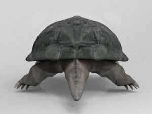 Turtle 3D मॉडल