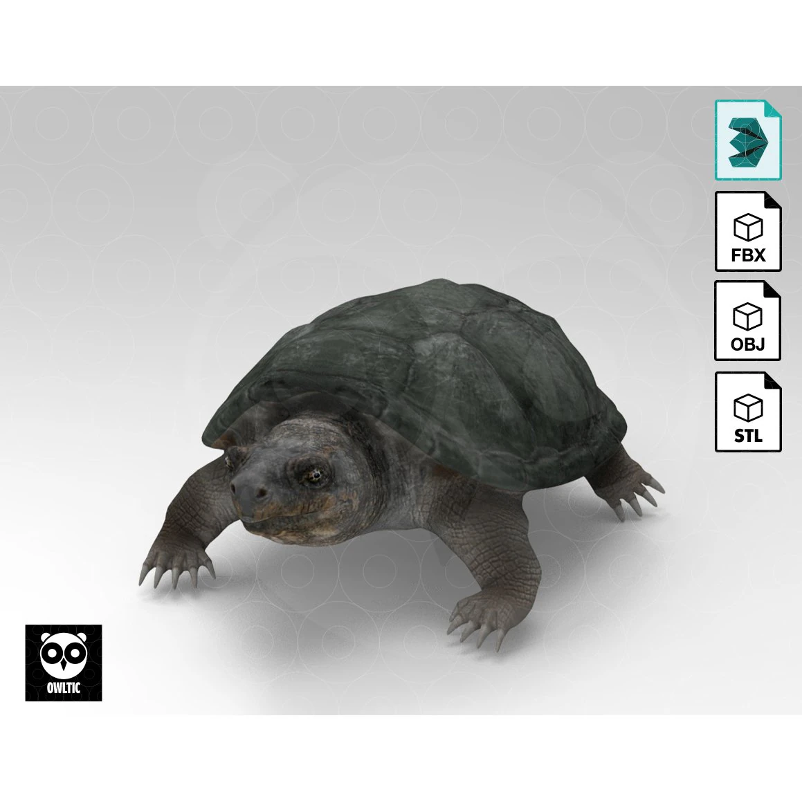 Turtle 3D Model .c4d .max .obj .3ds .fbx .stl .blend 