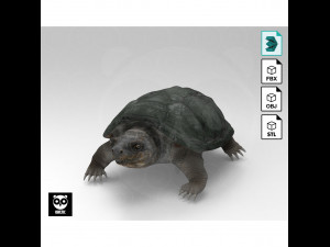 Turtle 3D Model