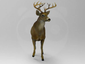 Cervo Modello 3D