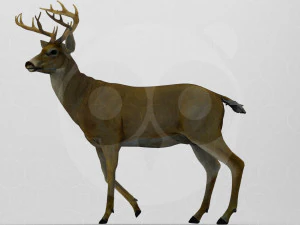 Cervo Modello 3D