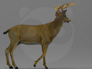 Cervo Modello 3D