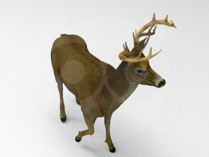Deer Model 3D