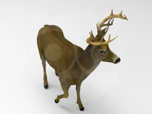 Cervo Modello 3D
