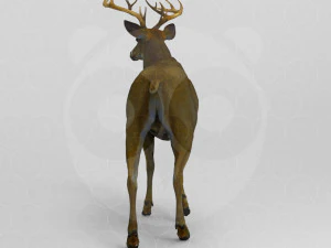 Cervo Modello 3D