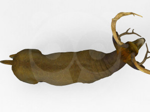 Deer Model 3D