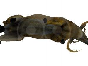 Deer Model 3D