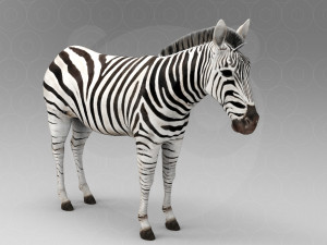 Zebra 3D Model