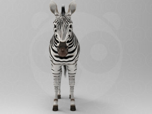 Zebra 3D Model