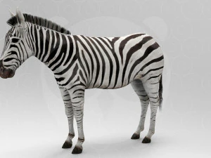 Zebra 3D Model