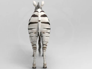 Zebra 3D Model