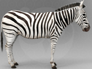 Zebra 3D Model