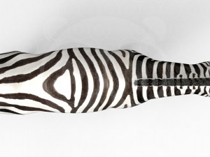 Zebra 3D Model