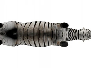 Zebra 3D Model