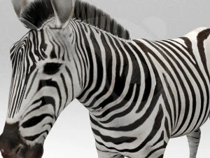 Zebra 3D Model