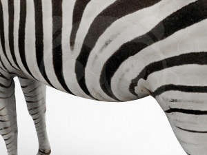 Zebra 3D Model