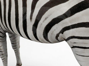Zebra 3D Model