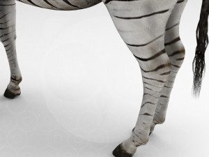 Zebra 3D Model