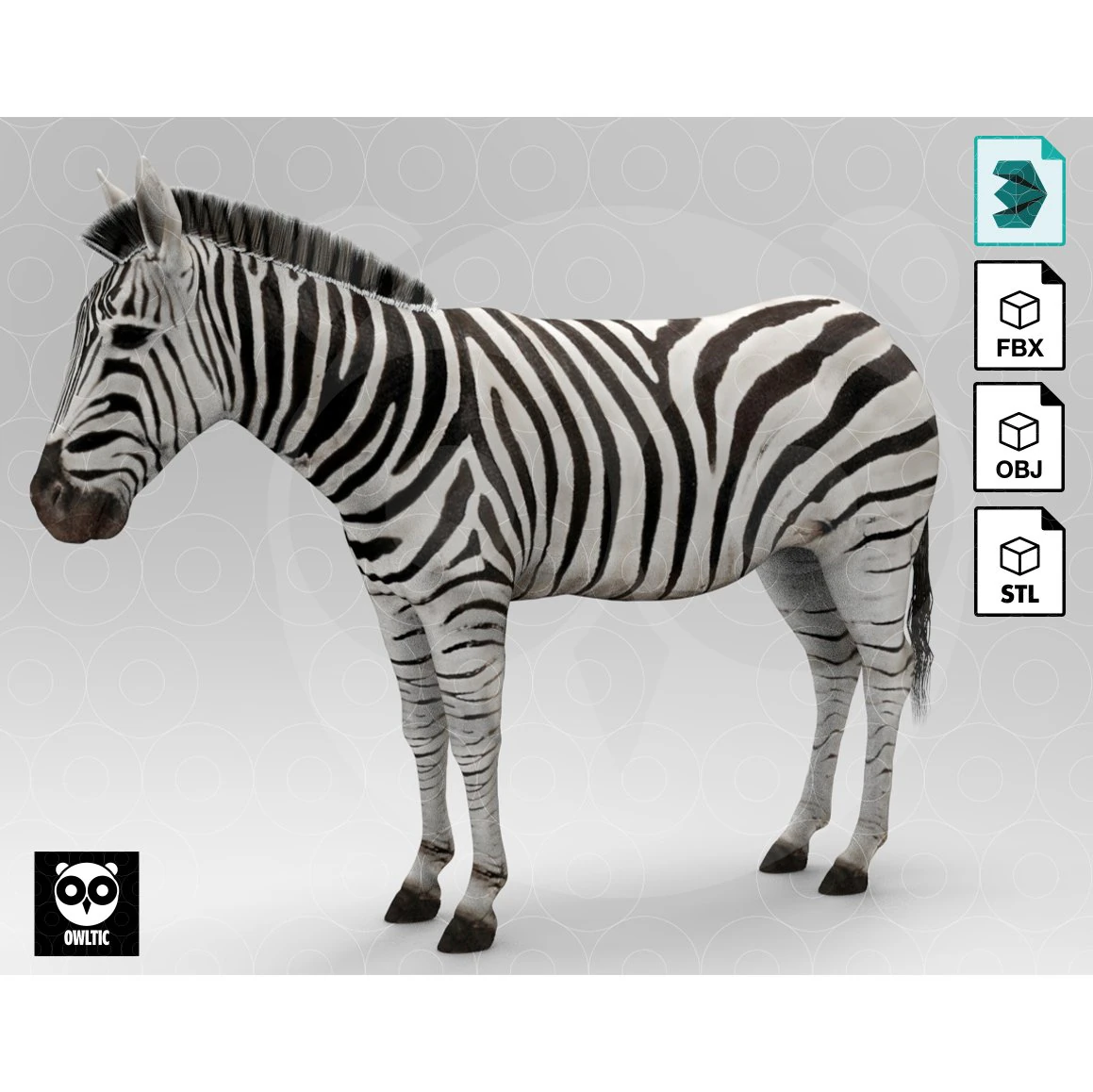 Zebra 3D Model .c4d .max .obj .3ds .fbx .stl .blend 