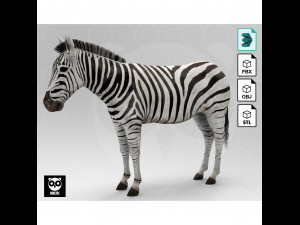 Zebra 3D Model