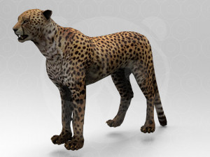 Cheetah - Rigged - Animated 3Dモデル