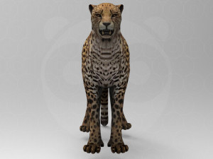 Cheetah - Rigged - Animated 3Dモデル