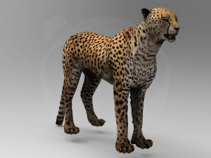 Cheetah - Rigged - Animated 3Dモデル