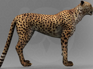 Cheetah - Rigged - Animated 3Dモデル