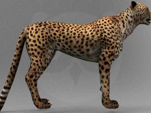 Cheetah - Rigged - Animated 3D Model