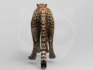 Cheetah - Rigged - Animated 3D Model