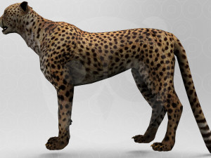 Cheetah - Rigged - Animated 3Dモデル