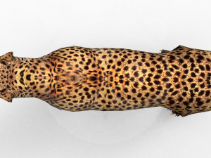 Cheetah - Rigged - Animated 3Dモデル