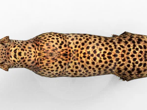 Cheetah - Rigged - Animated 3D Model