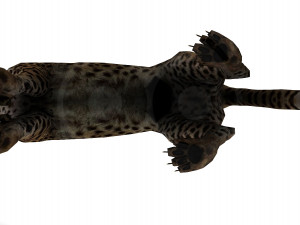 Cheetah - Rigged - Animated 3Dモデル
