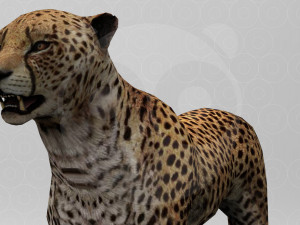 Cheetah - Rigged - Animated 3Dモデル